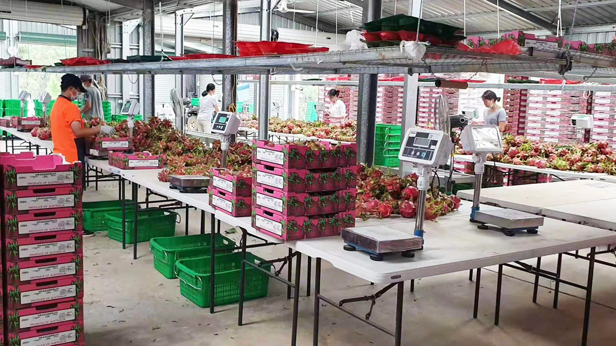 澳洲某大型火龙果庄园大批量采购电子秤进行水果包装